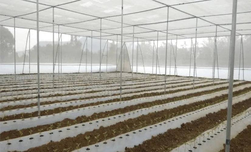 Greenhouse Structure & Projects