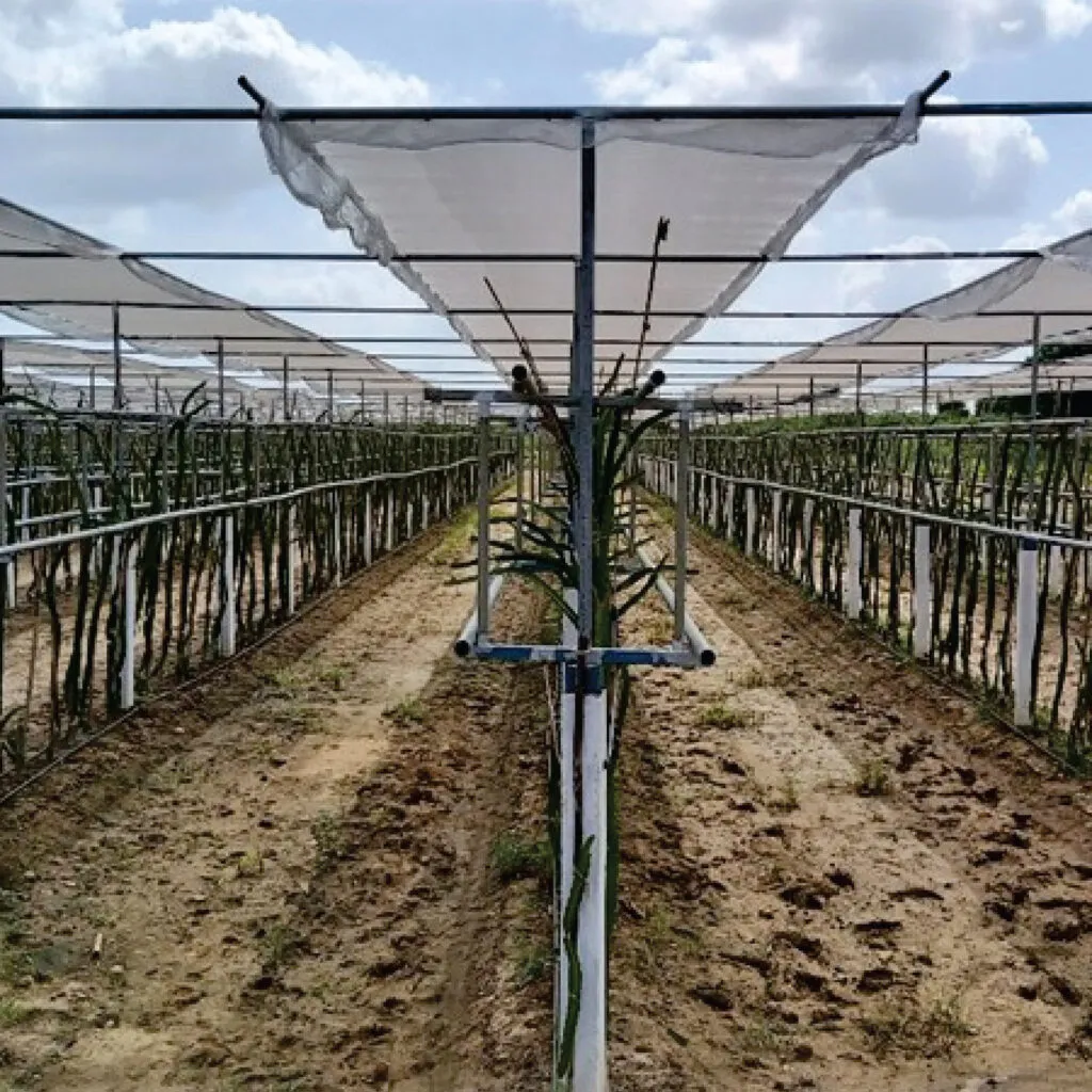 Dragon Fruits ORCHARD STRUCTURE