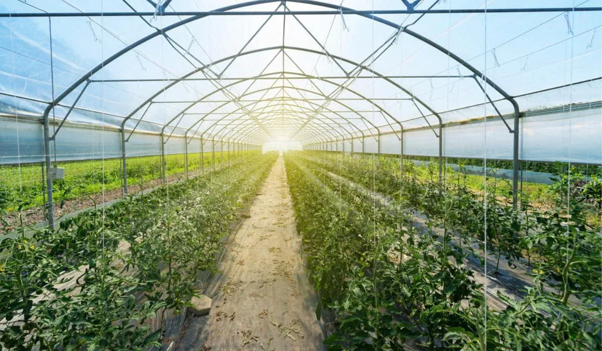 Agrolt greenhouse — interior