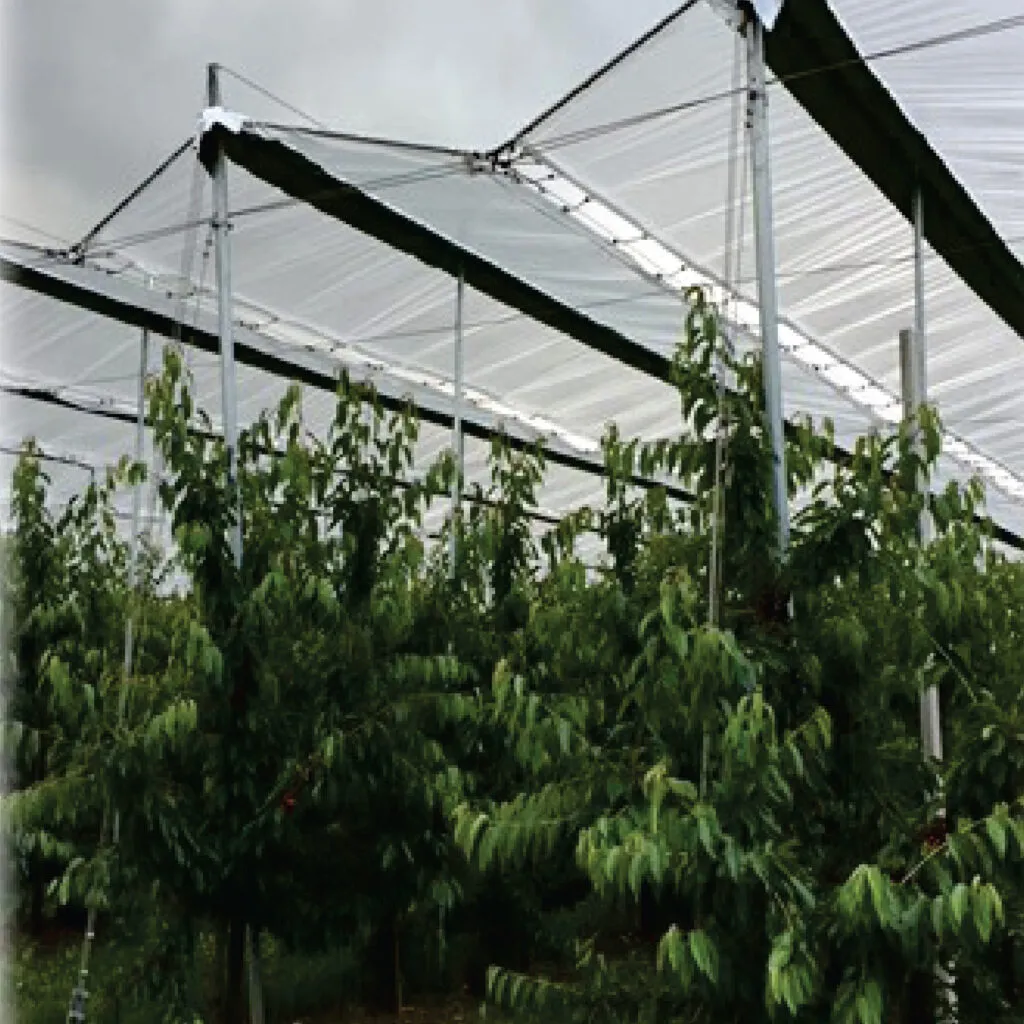 Pear Orchard STRUCTURE